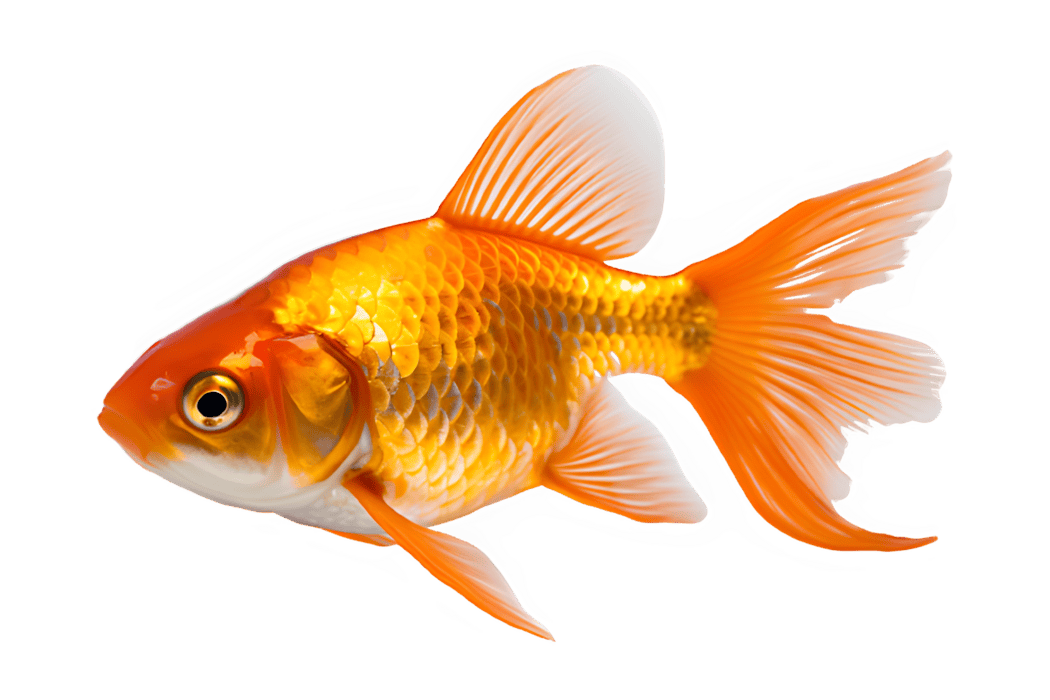 Fish Icon